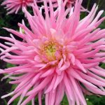 Pink Aster close-up wallpaper